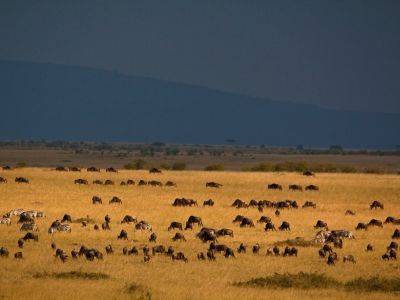 Masai Mara