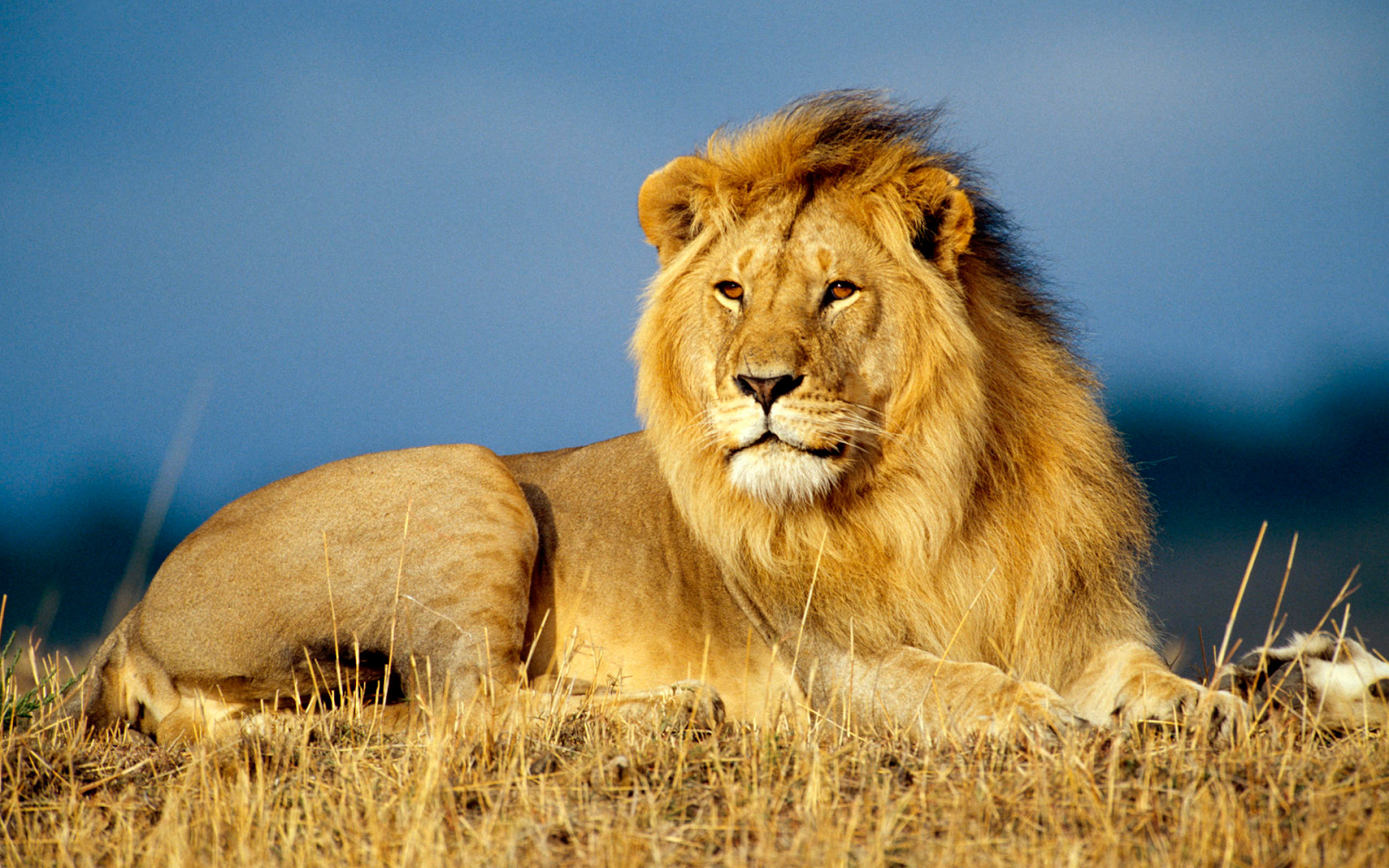Big Five Animals