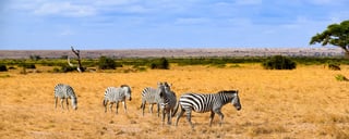 Parco Nazionale dell'Amboseli