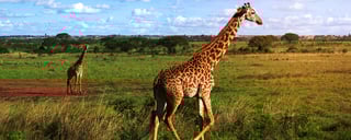 Giraffe Centre