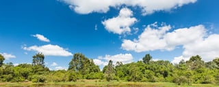 Karura Forests