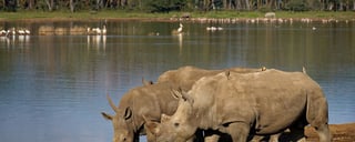 Lake Nakuru National Park