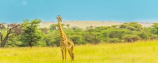 Riserva Nazionale Masai Mara