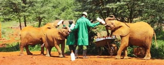 Познакомьтесь со слонами-сиротами в Nairobi Elephant