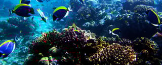 Mombasa Marine National Park