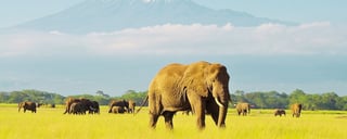 Popular Tourist Destinations in Kenya