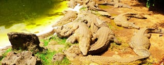 Посетите деревню Мамба для встреч с крокодилами
