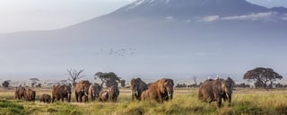 Visita al Parco Nazionale del Monte Kenya