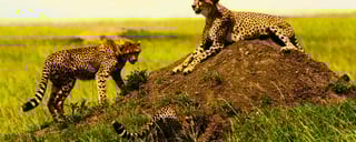 Wildlife Watching in Samburu