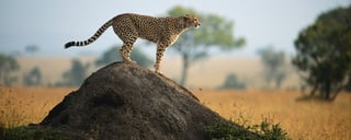 Fauna selvatica e riserve naturali