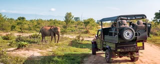Wildlife Safaris Wildlife Safaris