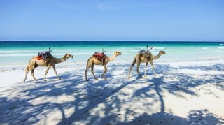 Cammello sulla spiaggia in Kenya