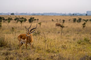 Nairobi National Park