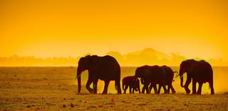 Do kids have to pay for the Visa to enter Kenya?
