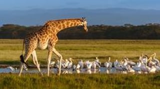 Lake Nakuru National Park