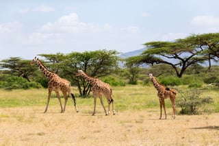 A Several Giraffes Are Walking Through The Grassland A Several Giraffes Are Walking Through The Grassland