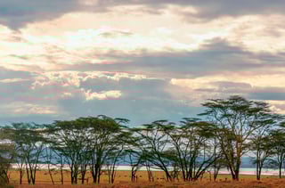 Acacias under a cloudy sky in a Kenyan jungle