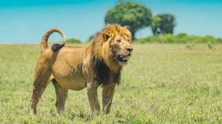 Kenyan Lion