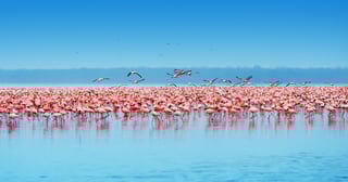 African Safari Flamingos In The Lake Nakuru Kenya African Safari Flamingos In The Lake Nakuru Kenya