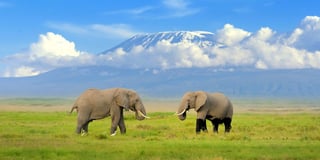 amboseli national park