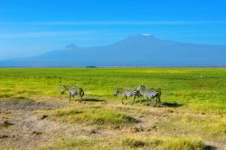 Splendido Kilimanjaro e zebre in Kenya, Parco Nazionale Amboseli, Africa Splendido Kilimanjaro e zebre in Kenya, Parco Nazionale Amboseli, Africa