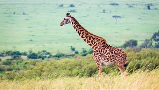 Masai giraffe in the Kenyan savanna on a meadow