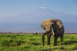 Big male African elephant, Amboseli National Park