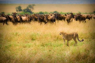Cheetah hunting in masai mara, kenya Cheetah hunting in masai mara, kenya
