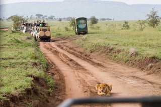 Leonesse dell'Africa orientale Panthera Leo Specie nella famiglia Felidae e un membro della Leonesse dell'Africa orientale Panthera Leo Specie nella famiglia Felidae e un membro della