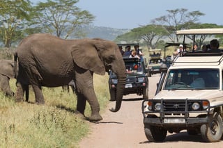Ecoturismo nell'Africa orientale Serengeti Tanzania Ecoturismo nell'Africa orientale Serengeti Tanzania