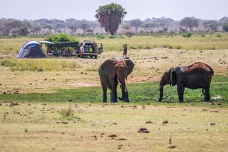 Elephants Over Jipe Lake Next To Camping Family Tsavo West National Park Kenya Elephants Over Jipe Lake Next To Camping Family Tsavo West National Park Kenya