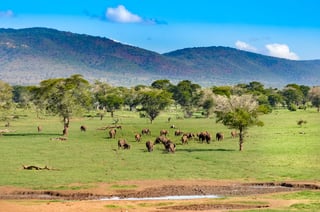 Elephants refresh at Tsavo West waterhole Elephants refresh at Tsavo West waterhole