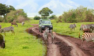 Game Drive Safari Car On Game Drive With Animals Around Ngorongoro Crater In Game Drive Safari Car On Game Drive With Animals Around Ngorongoro Crater In