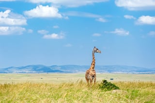 Giraffa nella savana africana Fauna selvatica nel Parco nazionale di Amboseli Paesaggio e animali della savana Giraffa nella savana africana Fauna selvatica nel Parco nazionale di Amboseli Paesaggio e animali della savana