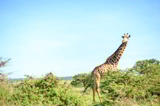 Giraffe in Nairobi National Park Giraffe in Nairobi National Park