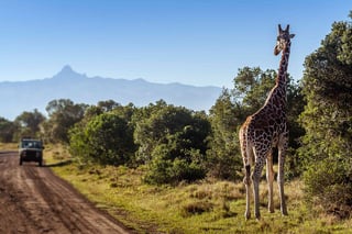 Giraffa che osserva i turisti nella savana africana del Kenya Giraffa che osserva i turisti nella savana africana del Kenya