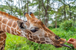 Hand-fed giraffe at Nairobi's Giraffe Centre