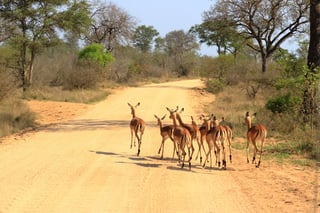 Herd Of Impala In Kruger National Park Herd Of Impala In Kruger National Park