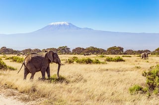 Un branco di elefanti selvatici pascola ai piedi del famoso Kilimangiaro. Un viaggio favoloso in Africa. Un branco di elefanti selvatici pascola ai piedi del famoso Kilimangiaro. Un viaggio favoloso in Africa.