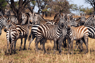 Kenya Announces Visa-Free Travel for All Starting January 2024