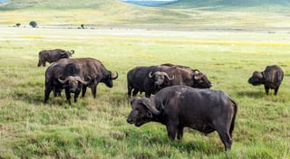 Kenyan Buffalo