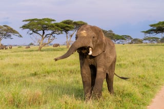 Kenyan Elephant