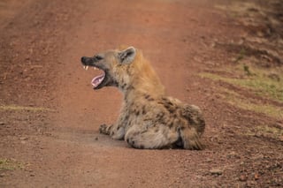 Kenyan hyenas yawning Kenyan hyenas yawning