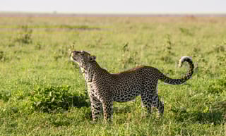 Kenyan Leopard