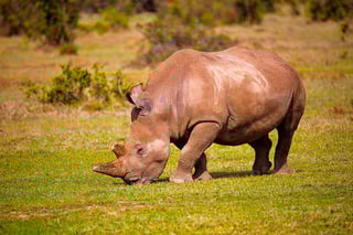 Kenyan Rhino