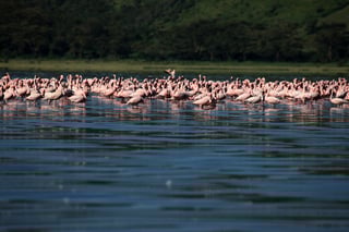 Lake Nakuru Lake Nakuru