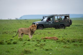 Male Lion Stands Over Lioness Near Jeep Male Lion Stands Over Lioness Near Jeep