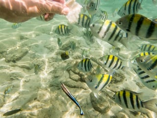 Malindi Marine National Park