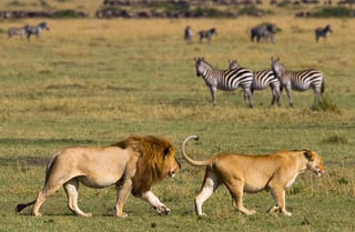 Masai Mara Wildlife Safari