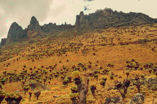 Mount Kenya peaks with unique vegetation Mount Kenya peaks with unique vegetation